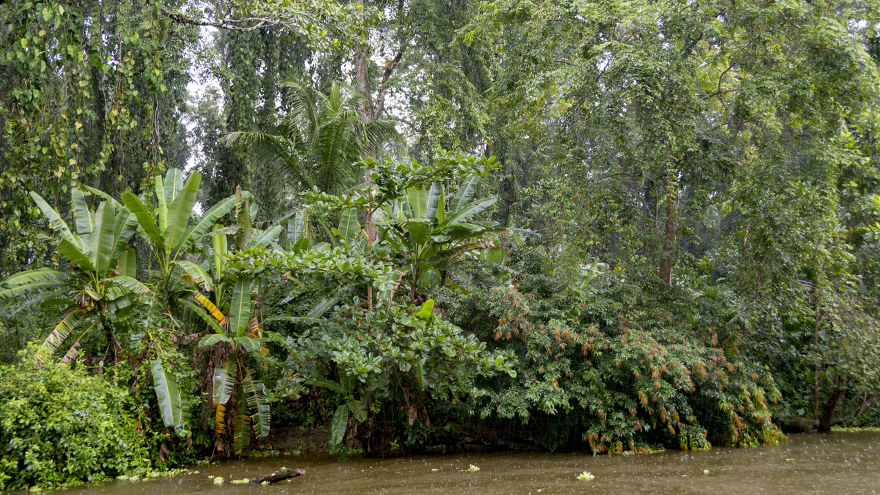 20171230 006   Tortuguero National Park, Puerto Limon, Limon, Costa Rica